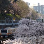 桜前線到来〜！ (飯田橋駅/千鳥ヶ淵 昼 編)