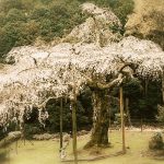 桜の季節に君を想う