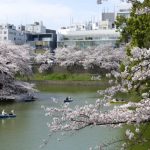 桜満開〜その2